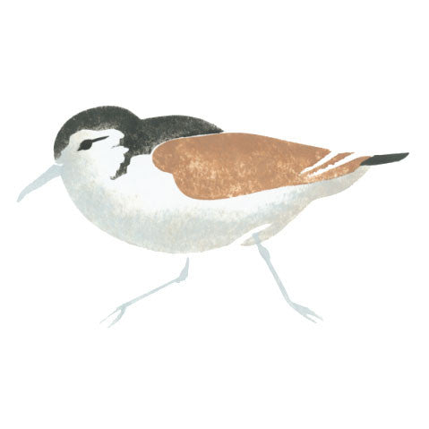 Single Sandpiper Bird Wall Stencil