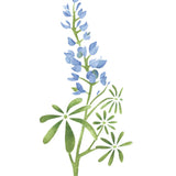 Texas Bluebonnet Flower Stencil by Designer Stencils