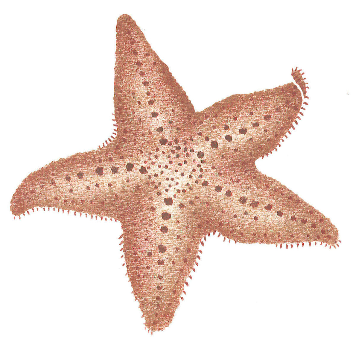 Common Star Fish Wall Stencil by DeeSigns