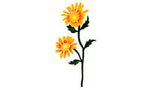 Twin Daisy Flowers Wall Stencil