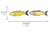 Illustration of two fish with measurements on a white background