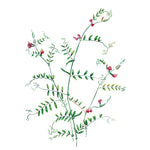 Spring Vetch Wall Stencil by The Mad Stencilist