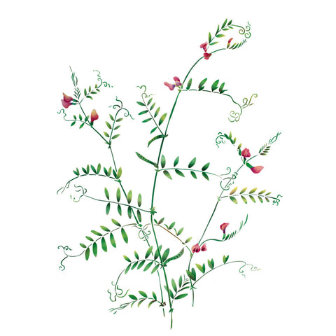 Spring Vetch Wall Stencil by The Mad Stencilist