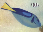Hippo Tang Fish Wall Stencil by The Mad Stencilist