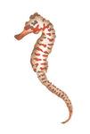 Seahorse Wall Stencil by The Mad Stencilist
