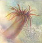 Anemone Wall Stencil by The Mad Stencilist