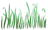 Grass Wall Stencil