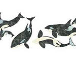 Killer Whales Wall Stencil