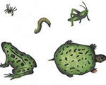 Frog, Turtle, Etc. Wall Stencil