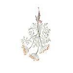 Hanging Dill Herbs Wall Stencil by DeeSigns
