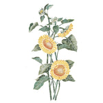 Standing Sunflower Wall Stencil by DeeSigns