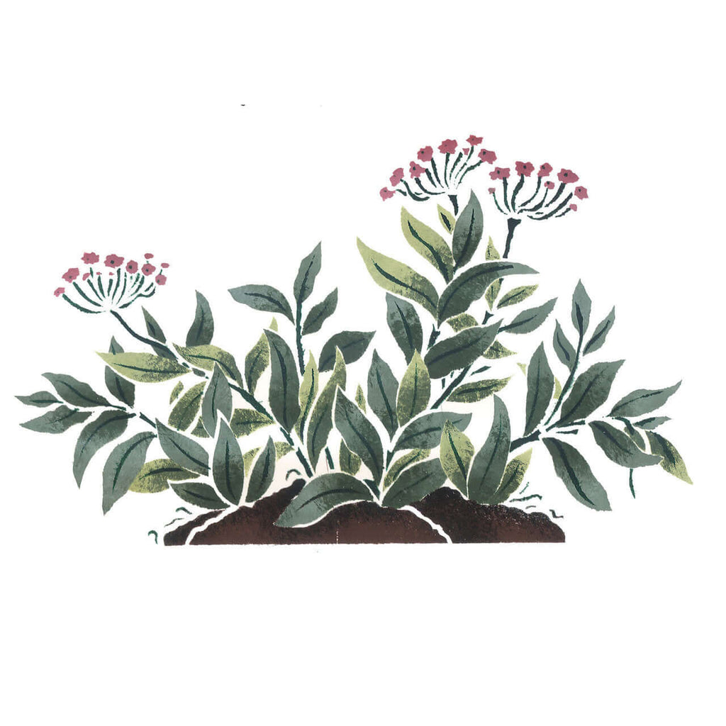 succulent stencil Succulent Plant Stencil
