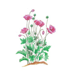 Poppies Wall Stencil by DeeSigns