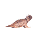Horned Toad Wall Stencil by DeeSigns