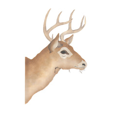 Whitetail Buck Wall Stencil by DeeSigns