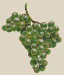 Grape Cluster Wall Stencil by Jeff Raum
