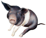 Sitting Pig Wall Stencil by The Mad Stencilist
