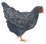 Hen by The Mad Stencilist
