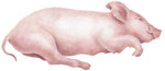 Sleeping Pig Wall Stencil by The Mad Stencilist